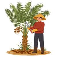 Person Harvesting Date Palm with Pruning Shears in Farm Illustration vector