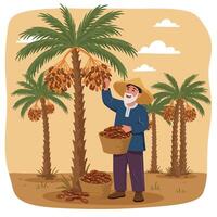 Gathering Dates Man Harvesting Ripe Fruit From a Palm Tree vector