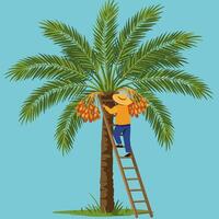 Harvesting Dates From Palm Tree Using Ladder in Cartoon Style vector