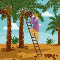 Harvesting Dates From Palm Tree Using Ladder Under Blue Sky vector
