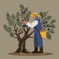 Harvesting Olives Man Picking Ripe Fruit From Tree with Bucket vector
