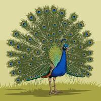 Peacock Spreading Feathers Displaying Colorful Plumage in a Graphic Style vector