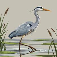 Heron Bird Walking in Pond Water with Reed Grass Illustration vector