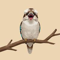 Kookaburra Sitting on Branch with Open Beak and Calling Out vector