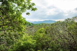 landscape with jungle nature in Sri Lanka photo