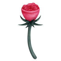 Rose red color with a green leafy stem, The flower has a soft, watercolor like texture, png