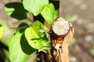 Close-up of a freshly pruned garden grape plant with green leaves and a cut stem photo