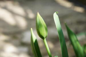 Green tulip bud with leaves in natural sunlight photo