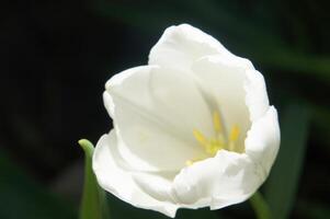 White tulip in full bloom with sunlight illuminating petals against dark background photo