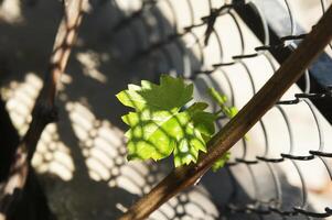 Vibrant green grape leaf illuminated by sunlight against a metal fence photo