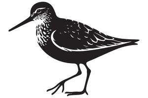 Elegant Bird Drawing of Dunlin species Artwork Image vector