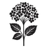 Hydrangea Illustration Black Flower Art Botanical Decorative Element vector