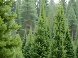 A group of tall evergreen trees in a forest photo