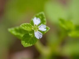 A small white flower with a green stem photo