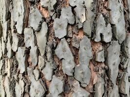 The bark of a tree is covered with white paint photo