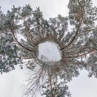 A view of a circular forest from above photo