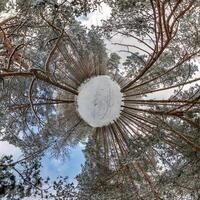 A view of the sky from the bottom of a tree photo