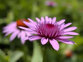 A purple flower with a red center in the middle of a field photo