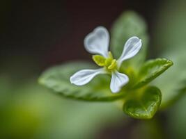 A small white flower with a green background photo