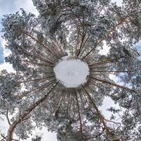 A view of the sky from the bottom of a tree photo