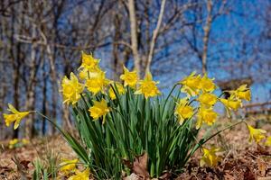 Daffodils at ground level view photo