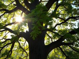 The sun shines through the leaves of a large tree photo