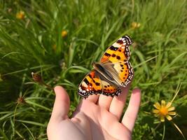 A person holding a butterfly on their hand in a field photo