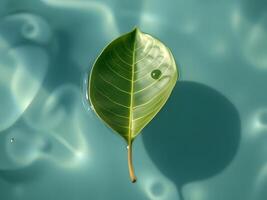 A leaf floating in water with a shadow photo