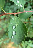 Rain Drops On A Green Leaf With Soft Focus photo