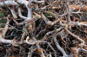 Twisted spruce branches intertwined texture stock photo