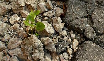 Young Tree Branch Growth Over Crushed Rocks photo