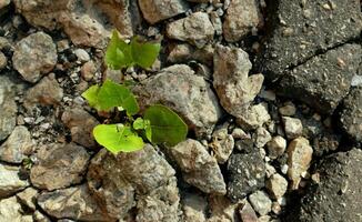 Green Shoot Growth Through Crushed Stone Top View photo
