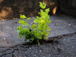 Tree Sprout Growth Over Asphalt Close Up Photo