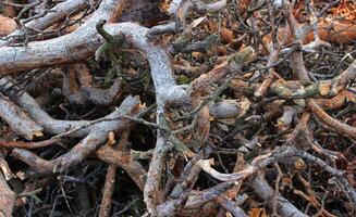 Intertwined Broken Pine Tree Branches In Depth Of Forest photo