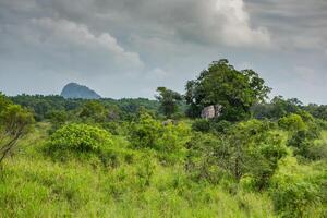nature with jungle forest in brasil, amazon photo