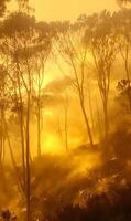 Atmospheric woodland scene with dense fog and sunlight filtering through the bare trees photo