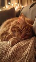 Serene slumber, a relaxed ginger cat takes a restful nap on a cozy textured blanket photo