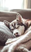 Serene canine repose, a portrait of a huskey nestled in tranquil slumber on soft textures photo