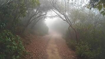 A dim, hazy walk along a pathway cloaked with fallen foliage, under a mysterious forest canopy photo