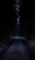Eerie Pathway Through a Mystical Forest under Moonlight, A Place of Deep Unease photo