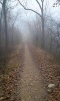 Eerie path through the misty woods evoking a sense of isolation and foreboding mystery photo