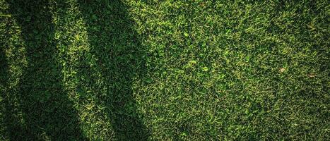 Nature green tone background with shadows outdoor photography calm environment top view organic concept photo