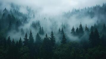 Mysterious foggy forest landscape enchanted woods nature photography atmospheric environment aerial view serenity and calm photo