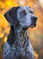 Majestic dog portrait in autumn forest natural macro shot captivating background serene environment photo