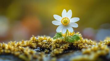Delicate white flower blooming on mossy ground nature macro photography serene environment close-up perspective photo