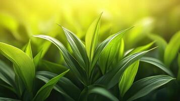 Nature close-up of lush green leaves in soft focus outdoor environment macro photography photo