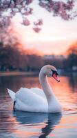 Graceful swan gliding across tranquil lake at sunset nature photography serene environment captivating view photo