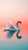 Swan gliding gracefully across tranquil waters at sunrise serene nature scene reflective environment peaceful viewpoint photo