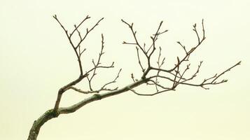 Elegant bonsai tree branches tranquil garden nature photography minimalist environment close-up view serenity concept photo