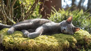 Sleek gray cat relaxing on sunlit moss patch in nature outdoor environment warm serenity photo